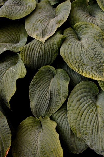 20130811HimleyHall03