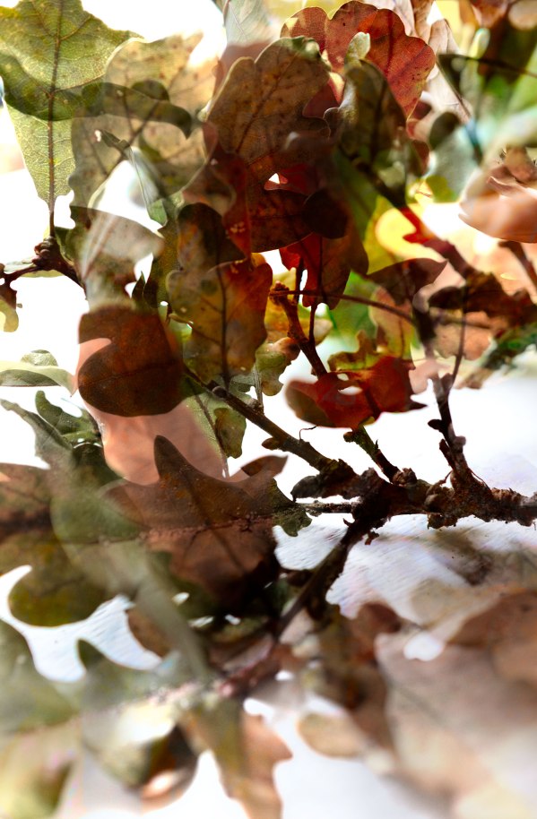 20131030AutumnLeaves01